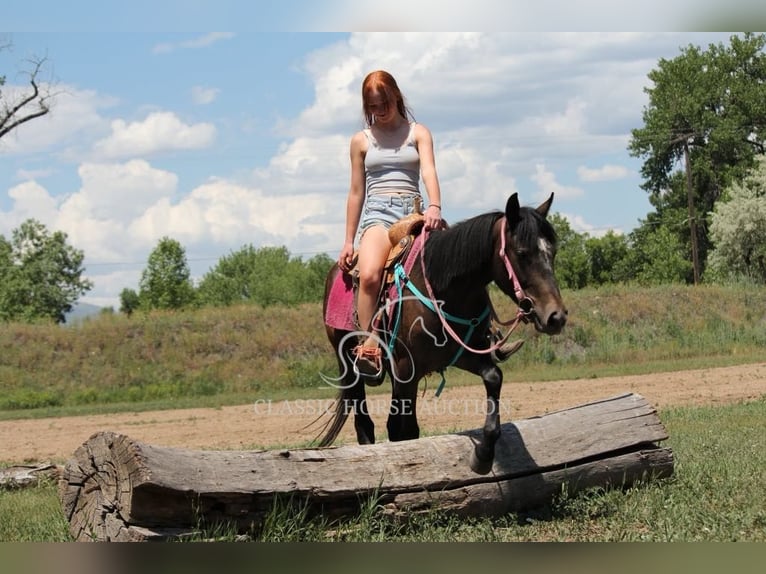 American Quarter Horse Wallach 3 Jahre 142 cm Rotbrauner in Fort Collins, CO
