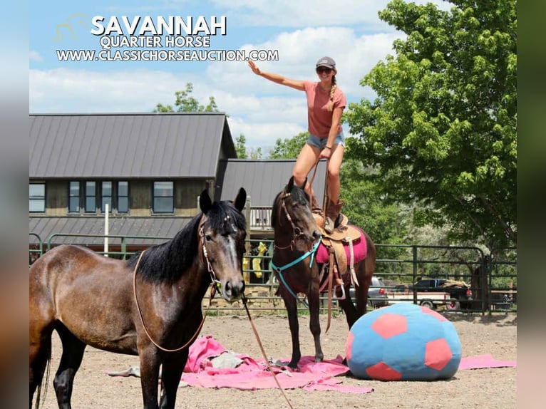 American Quarter Horse Wallach 3 Jahre 142 cm Rotbrauner in Fort Collins, CO