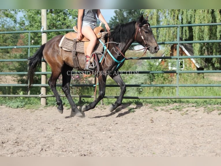 American Quarter Horse Wallach 3 Jahre 142 cm Rotbrauner in Fort Collins, CO
