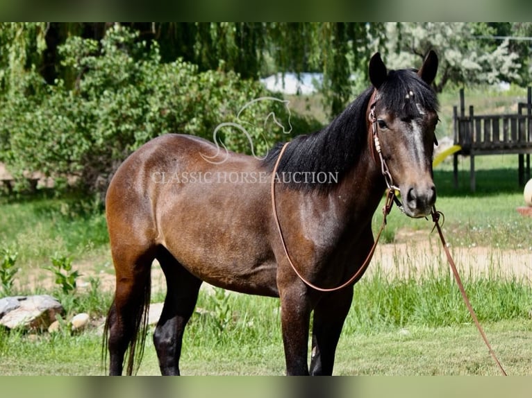 American Quarter Horse Wallach 3 Jahre 142 cm Rotbrauner in Fort Collins, CO