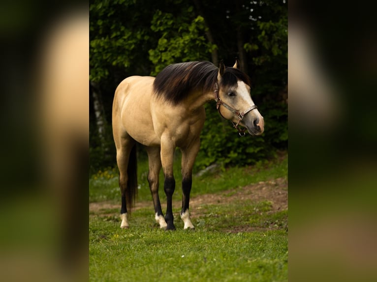 American Quarter Horse Wallach 3 Jahre 143 cm Buckskin in Eibiswald