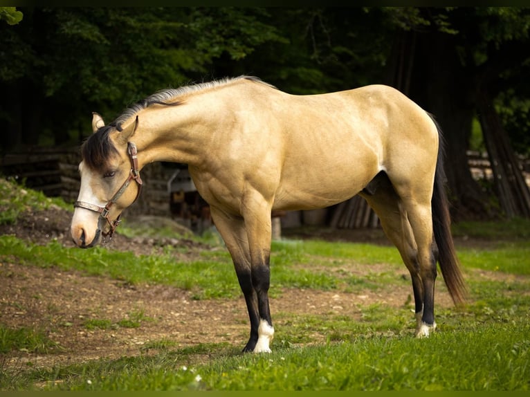 American Quarter Horse Wallach 3 Jahre 143 cm Buckskin in Eibiswald