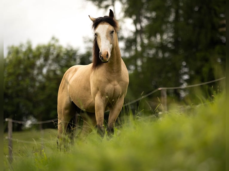 American Quarter Horse Wallach 3 Jahre 143 cm Buckskin in Eibiswald
