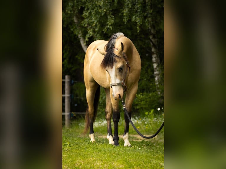 American Quarter Horse Wallach 3 Jahre 143 cm Buckskin in Eibiswald