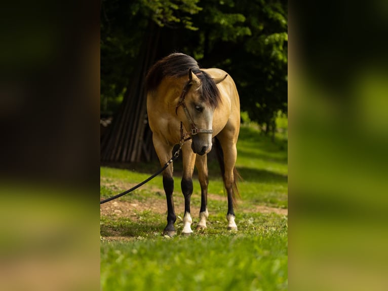 American Quarter Horse Wallach 3 Jahre 143 cm Buckskin in Eibiswald
