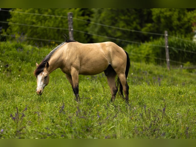 American Quarter Horse Wallach 3 Jahre 143 cm Buckskin in Eibiswald