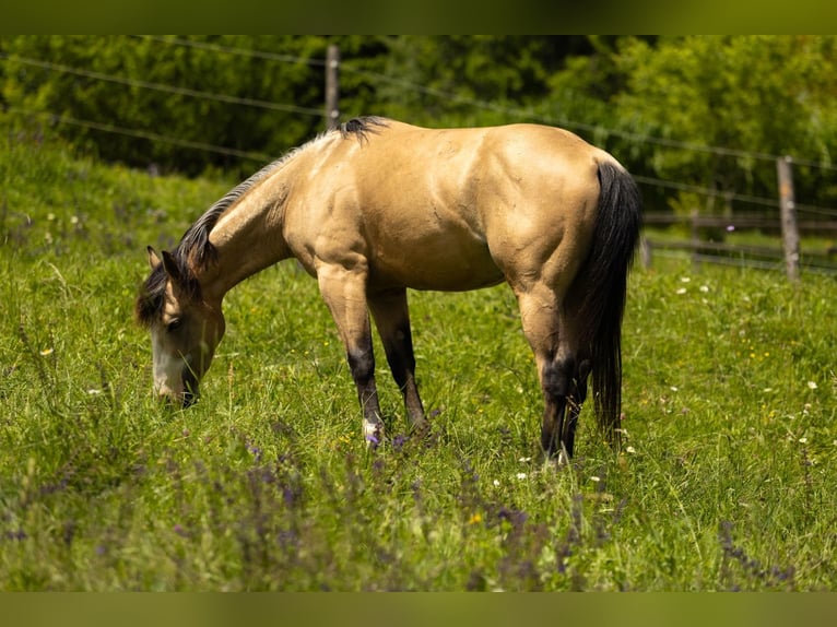American Quarter Horse Wallach 3 Jahre 143 cm Buckskin in Eibiswald
