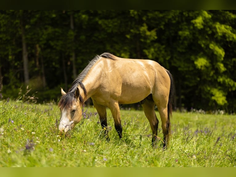American Quarter Horse Wallach 3 Jahre 143 cm Buckskin in Eibiswald