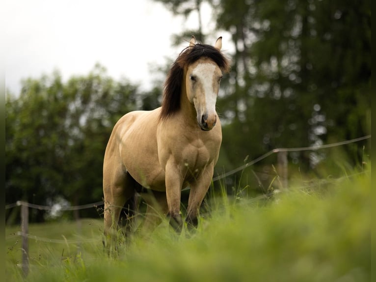 American Quarter Horse Wallach 3 Jahre 143 cm Buckskin in Eibiswald