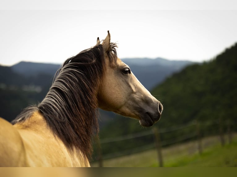 American Quarter Horse Wallach 3 Jahre 143 cm Buckskin in Eibiswald