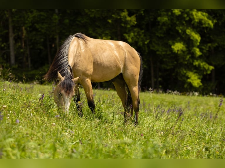 American Quarter Horse Wallach 3 Jahre 143 cm Buckskin in Eibiswald