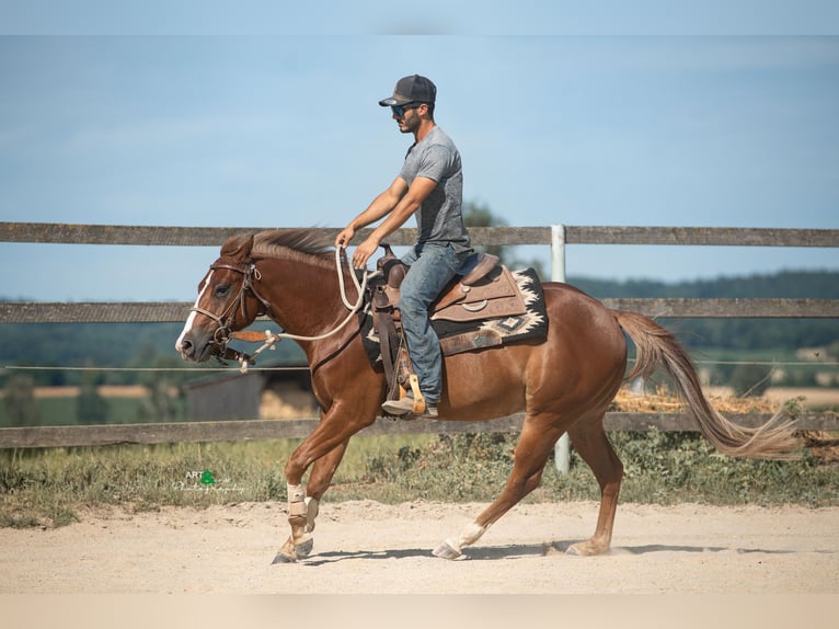 American Quarter Horse Wallach 3 Jahre 143 cm Fuchs in K&#xF6;nigsmoos