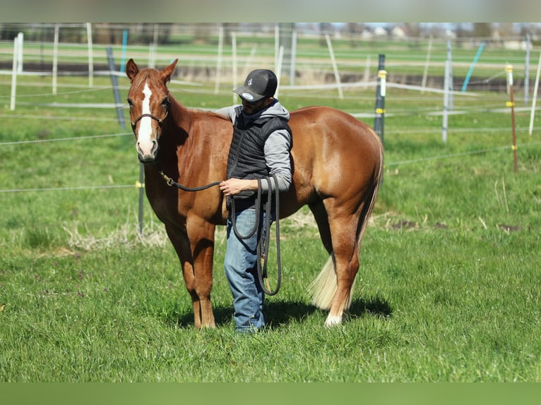 American Quarter Horse Wallach 3 Jahre 143 cm Fuchs in K&#xF6;nigsmoos