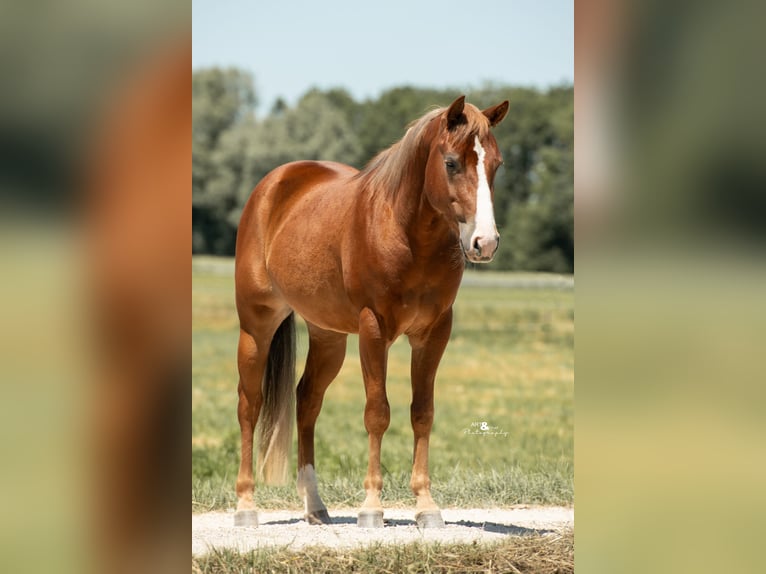 American Quarter Horse Wallach 3 Jahre 143 cm Fuchs in K&#xF6;nigsmoos