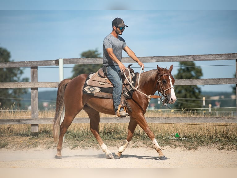 American Quarter Horse Wallach 3 Jahre 143 cm Fuchs in K&#xF6;nigsmoos