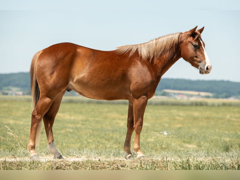 American Quarter Horse Wallach 3 Jahre 143 cm Fuchs in K&#xF6;nigsmoos