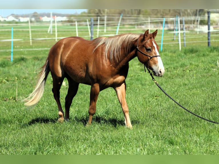 American Quarter Horse Wallach 3 Jahre 143 cm Fuchs in K&#xF6;nigsmoos