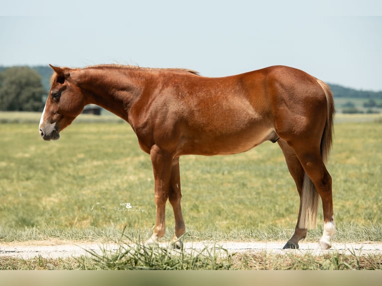 American Quarter Horse Wallach 3 Jahre 143 cm Fuchs in K&#xF6;nigsmoos