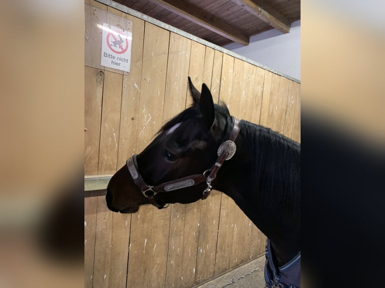 American Quarter Horse Wallach 3 Jahre 144 cm Brauner in Eisenstadt