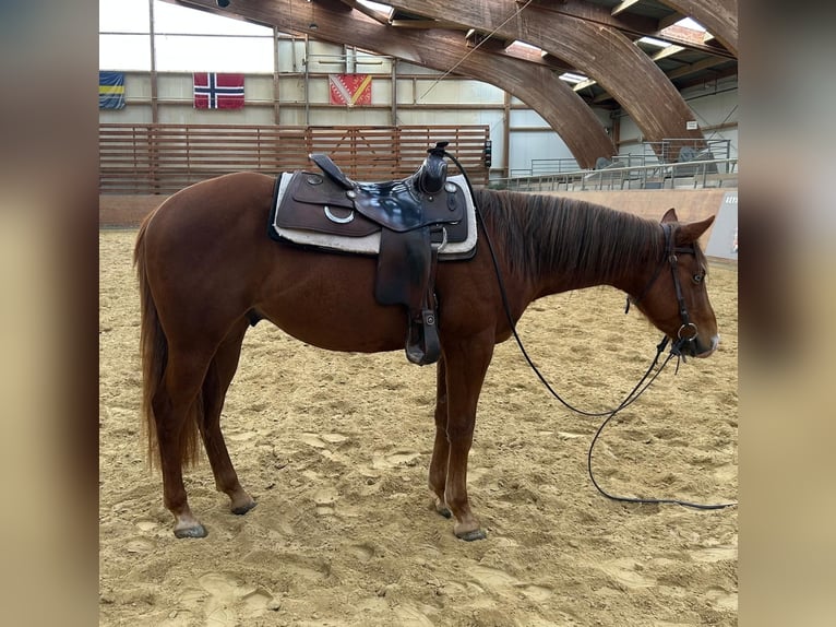 American Quarter Horse Wallach 3 Jahre 144 cm Fuchs in Kemnath