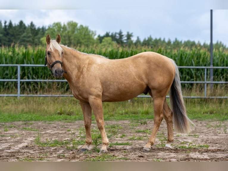 American Quarter Horse Wallach 3 Jahre 144 cm Palomino in Irchenrieth