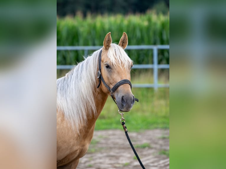American Quarter Horse Wallach 3 Jahre 144 cm Palomino in Irchenrieth