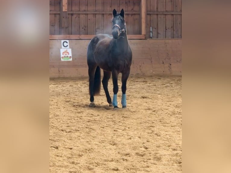 American Quarter Horse Wallach 3 Jahre 145 cm Brauner in Aalen