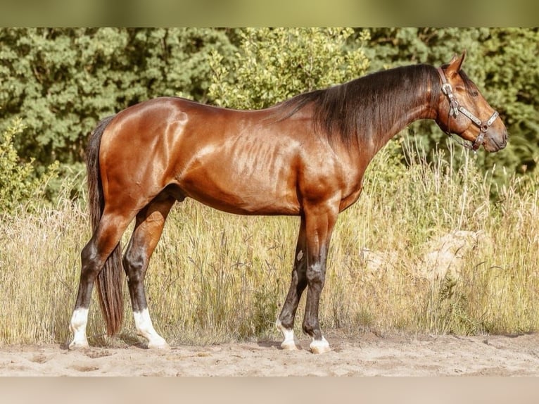 American Quarter Horse Wallach 3 Jahre 145 cm Brauner in Dreis-Br&#xFC;ck