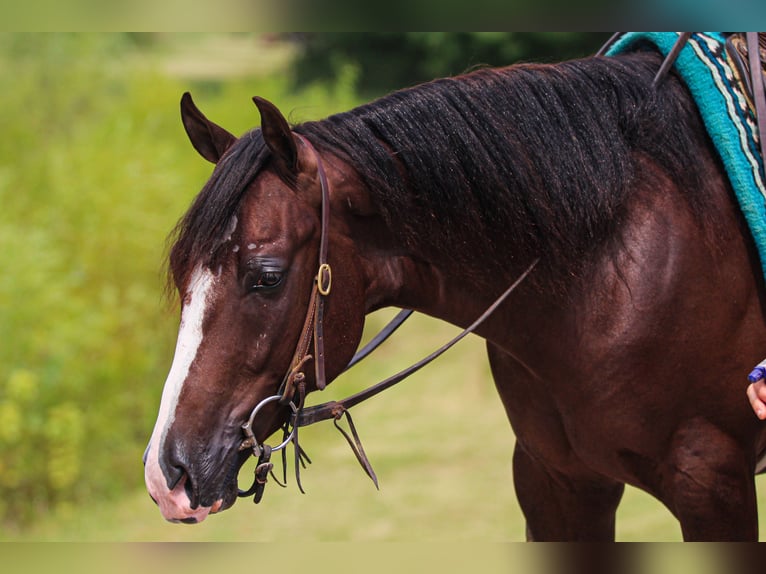 American Quarter Horse Wallach 3 Jahre 145 cm Dunkelfuchs in Robards American Quarter Horse Wallach 3 Jahre 145 cm Dunkelfuchs in Robards