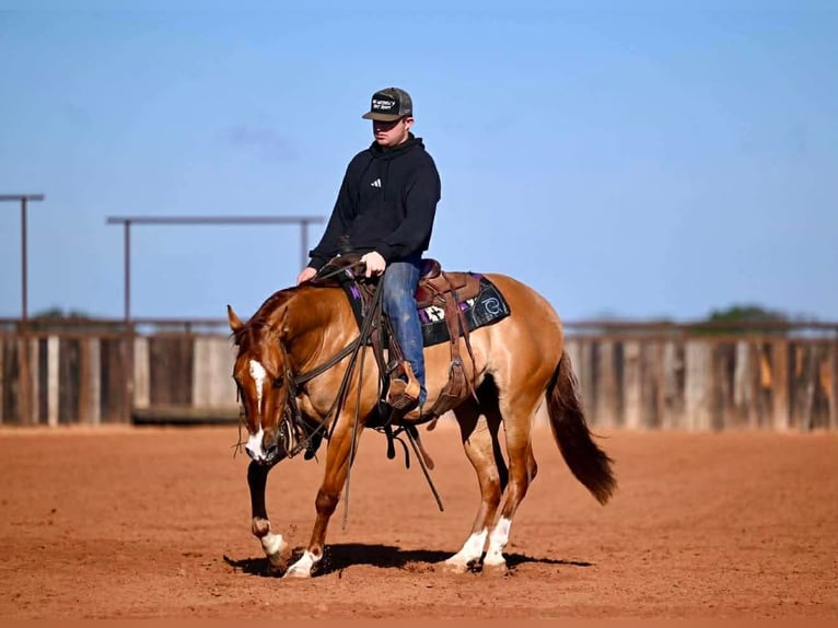 American Quarter Horse Wallach 3 Jahre 145 cm Falbe in Waco