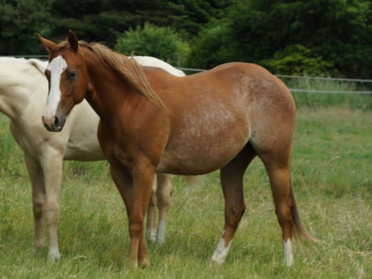 American Quarter Horse Wallach 3 Jahre 145 cm Fuchs in Linsburg