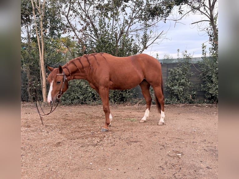 American Quarter Horse Wallach 3 Jahre 145 cm Fuchs in Follonica