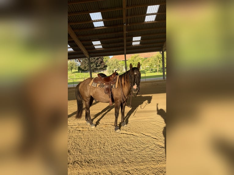 American Quarter Horse Wallach 3 Jahre 145 cm Grullo in Amstetten American Quarter Horse Wallach 3 Jahre 145 cm Grullo in Amstetten