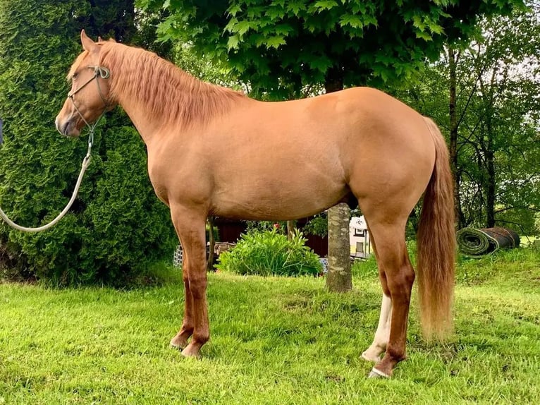 American Quarter Horse Wallach 3 Jahre 145 cm Red Dun in Morsbach