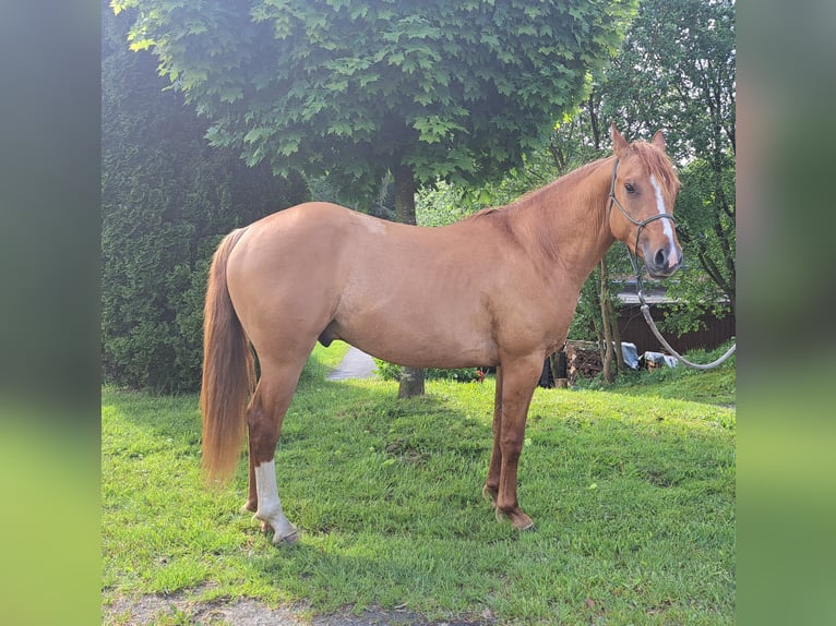 American Quarter Horse Wallach 3 Jahre 145 cm Red Dun in Morsbach