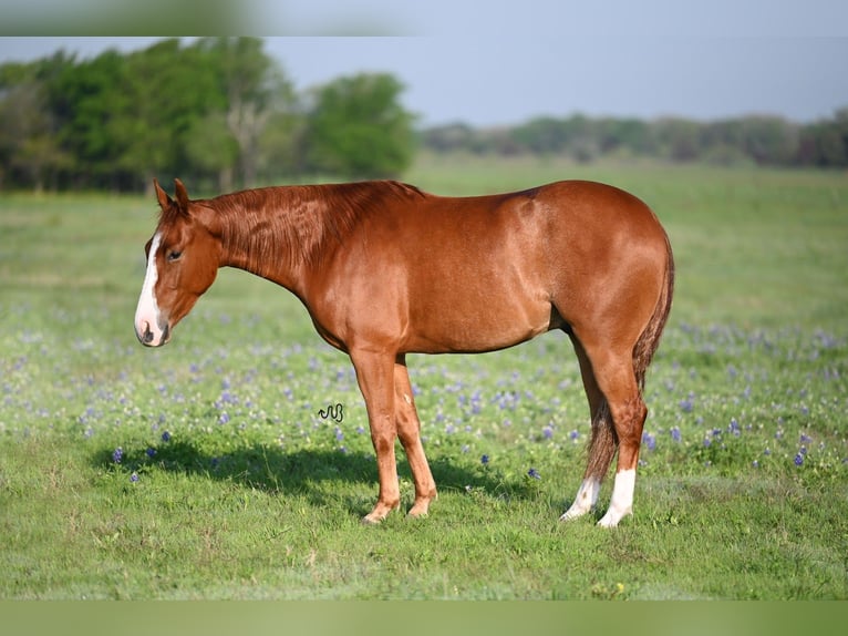 American Quarter Horse Wallach 3 Jahre 145 cm Rotfuchs in Waco