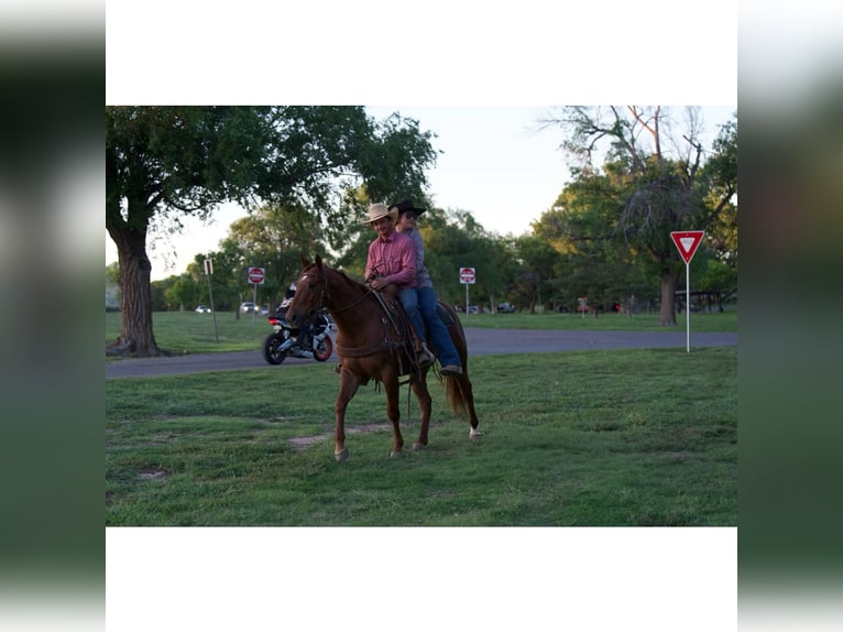 American Quarter Horse Wallach 3 Jahre 145 cm Rotfuchs in Canyon
