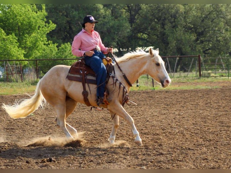 American Quarter Horse Wallach 3 Jahre 145 cm in Stephenville TX