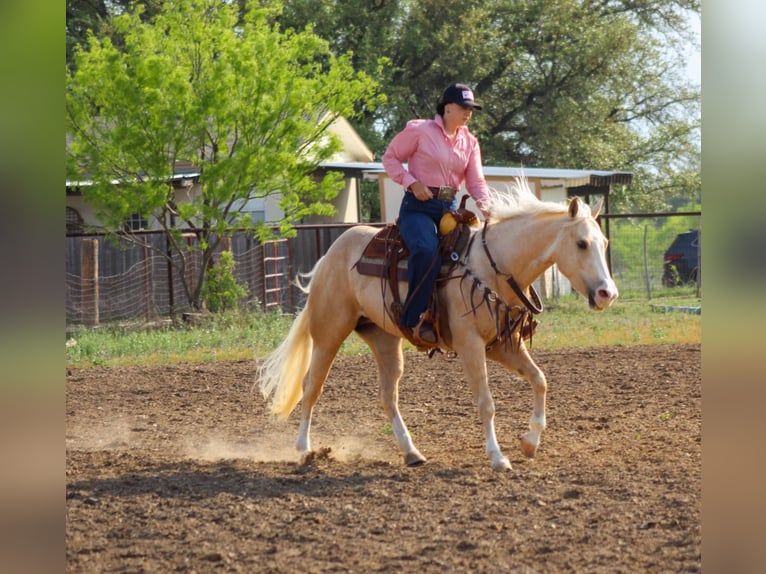 American Quarter Horse Wallach 3 Jahre 145 cm in Stephenville TX