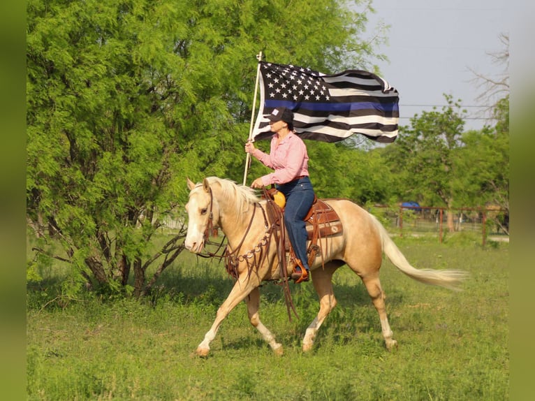 American Quarter Horse Wallach 3 Jahre 145 cm in Stephenville TX