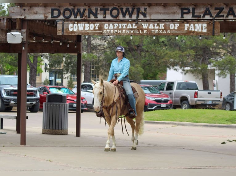 American Quarter Horse Wallach 3 Jahre 145 cm in Stephenville TX