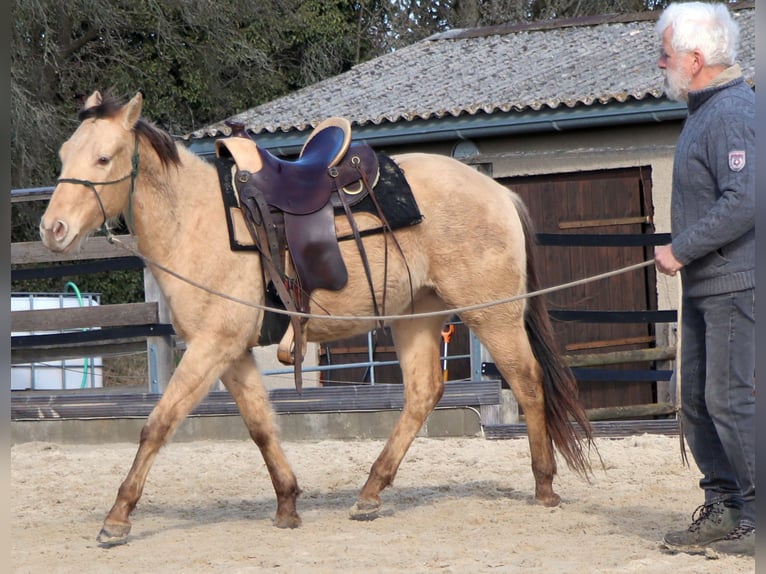 American Quarter Horse Wallach 3 Jahre 146 cm Champagne in Müglitztal