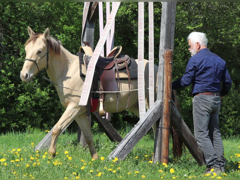 American Quarter Horse Wallach 3 Jahre 146 cm Champagne in Müglitztal
