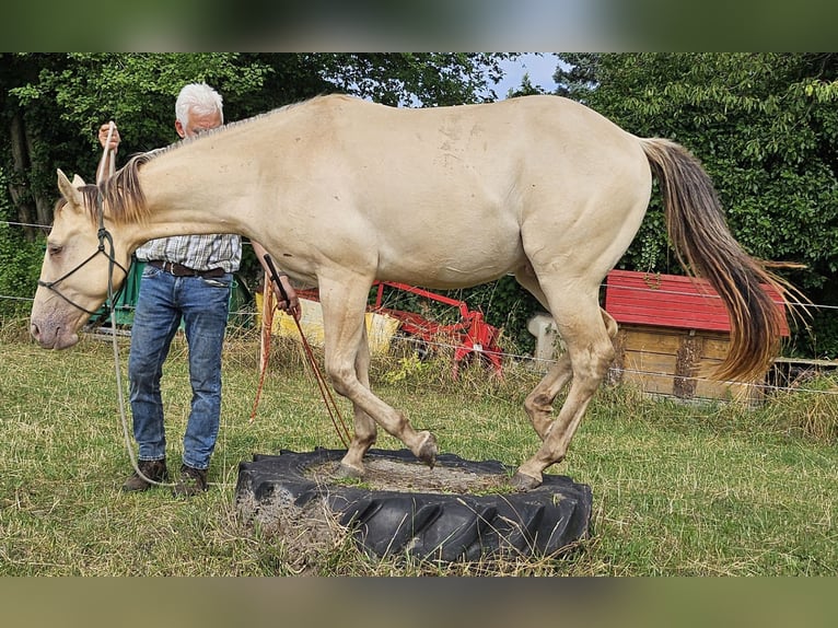 American Quarter Horse Wallach 3 Jahre 146 cm Champagne in Müglitztal