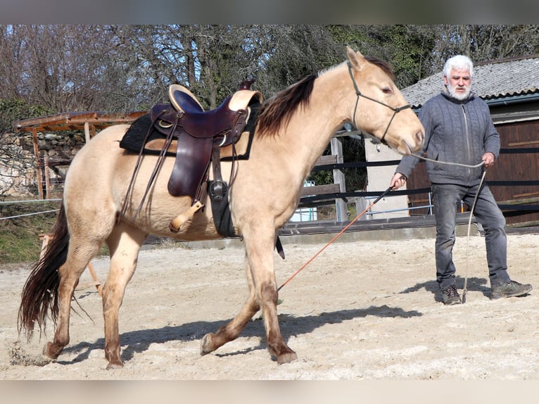 American Quarter Horse Wallach 3 Jahre 146 cm Champagne in Müglitztal