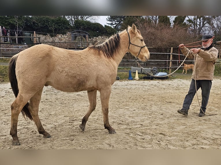 American Quarter Horse Wallach 3 Jahre 146 cm Champagne in Müglitztal