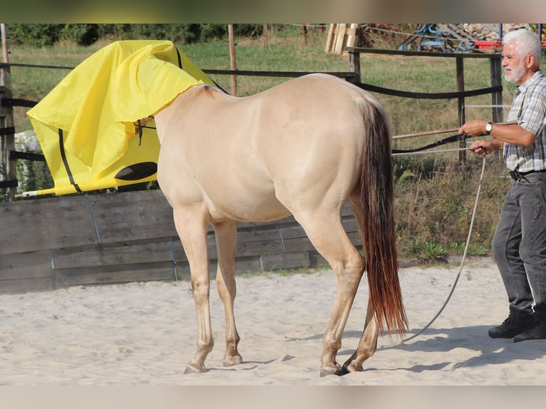 American Quarter Horse Wallach 3 Jahre 146 cm Champagne in Müglitztal