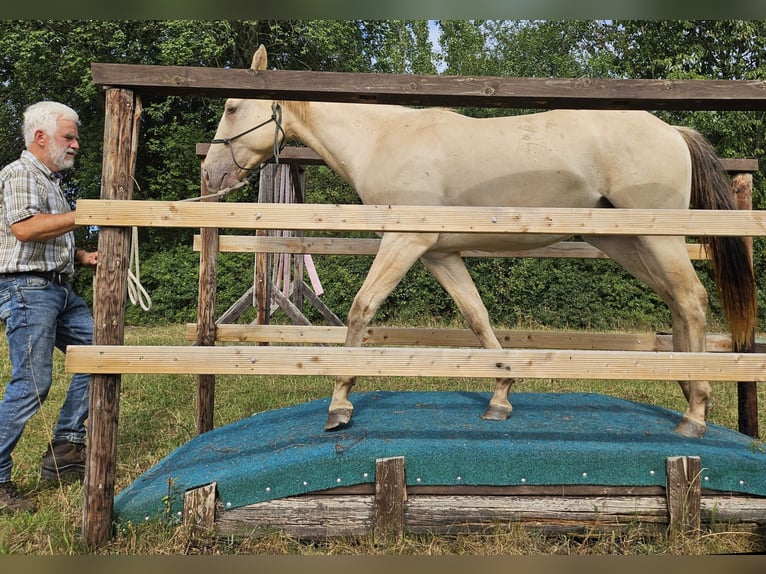 American Quarter Horse Wallach 3 Jahre 146 cm Champagne in Müglitztal