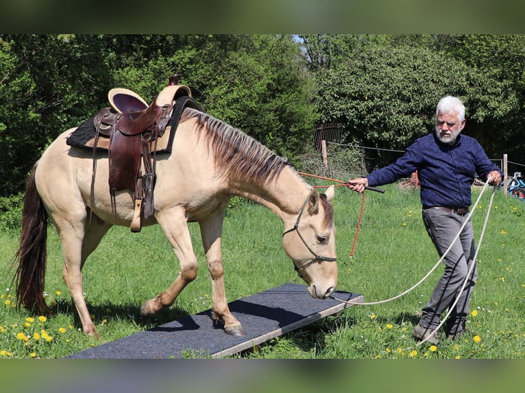 American Quarter Horse Wallach 3 Jahre 146 cm Champagne in Müglitztal