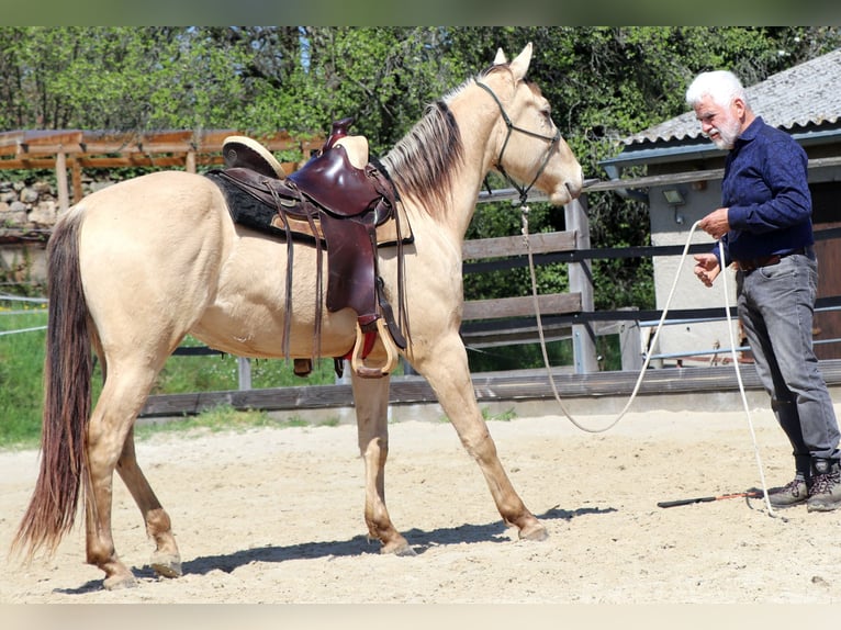 American Quarter Horse Wallach 3 Jahre 146 cm Champagne in Müglitztal